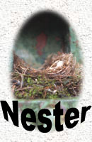 Nester