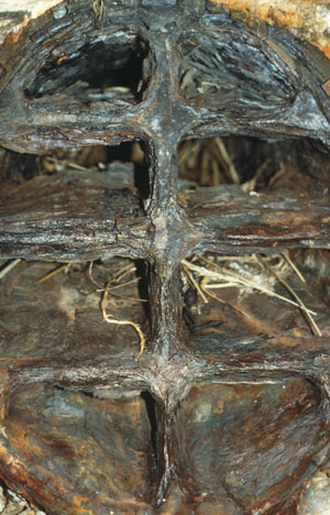 Nest hinter dem Lüftungsgitter am Eingang